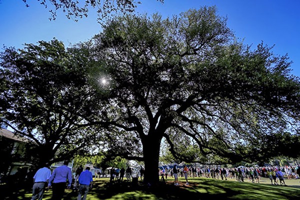 Augusta National Golf Club Loses Iconic Eisenhower Tree